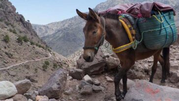 अरे वाह: हिमाचल में ‘चमत्कारी खच्चर’ का कमाल! डेढ़ करोड़ रुपए का ढोया रेत-बजरी, जाने पूरा मामला