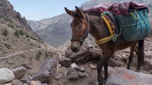 अरे वाह: हिमाचल में ‘चमत्कारी खच्चर’ का कमाल! डेढ़ करोड़ रुपए का ढोया रेत-बजरी, जाने पूरा मामला