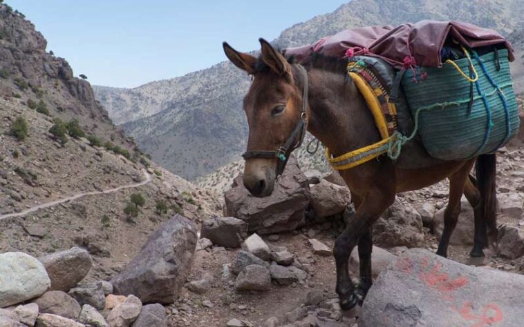 अरे वाह: हिमाचल में ‘चमत्कारी खच्चर’ का कमाल! डेढ़ करोड़ रुपए का ढोया रेत-बजरी, जाने पूरा मामला