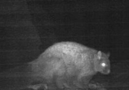 हिमाचल में दिखी 70 साल बाद विलुप्त मानी जाने वाली उड़ने वाली गिलहरी! मियार घाटी में कैमरे में कैद हुआ दुर्लभ प्रजाति का पहला सबूत…