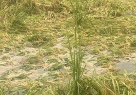 Paonta Sahib : किसानों को सात महीने बाद भी नहीं मिला फसल मुआवजे का पैसा