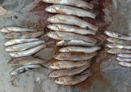 हिमाचल प्रदेश सरकार का बड़ा फैसला! बारोट घाटी में अब मत्स्यपालन हेतु मिलेगी सब्सिडी