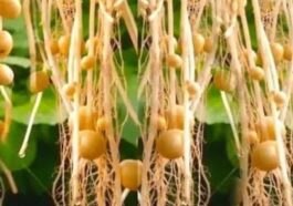 Himachal Pradesh : एरोपोनिक तकनीक से तैयार आलू के बीज अब नहीं होंगे खराब, सीपीआरआई की नई विधि से मिलेगा फायदा