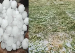 मौसम का कहर! ओलावृष्टि ने मटर और सेब की फसल को किया बर्बाद……