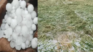 मौसम का कहर! ओलावृष्टि ने मटर और सेब की फसल को किया बर्बाद……
