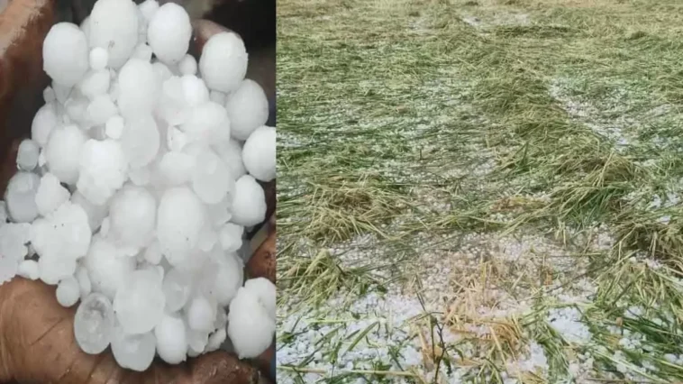 मौसम का कहर! ओलावृष्टि ने मटर और सेब की फसल को किया बर्बाद……