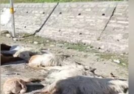दर्दनाक! हिमाचल में यहाँ तेज रफ्तार टैक्सी ने ली गद्दी युवक और 10 बकरियों की जान…..