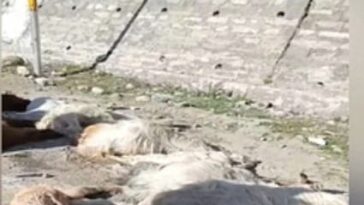 दर्दनाक! हिमाचल में यहाँ तेज रफ्तार टैक्सी ने ली गद्दी युवक और 10 बकरियों की जान…..