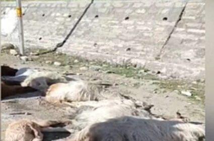 दर्दनाक! हिमाचल में यहाँ तेज रफ्तार टैक्सी ने ली गद्दी युवक और 10 बकरियों की जान…..