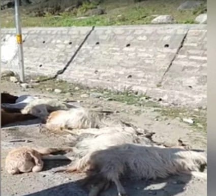 दर्दनाक! हिमाचल में यहाँ तेज रफ्तार टैक्सी ने ली गद्दी युवक और 10 बकरियों की जान…..