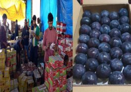 Himachal News Update: हिमाचल में ब्लैक अंबर प्लम के दामों ने सेब को पछाड़ा! 130 रुपये प्रतिकिलो तक बिका