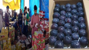 Himachal News Update: हिमाचल में ब्लैक अंबर प्लम के दामों ने सेब को पछाड़ा! 130 रुपये प्रतिकिलो तक बिका