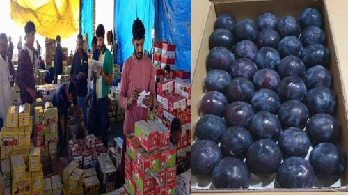 Himachal News Update: हिमाचल में ब्लैक अंबर प्लम के दामों ने सेब को पछाड़ा! 130 रुपये प्रतिकिलो तक बिका