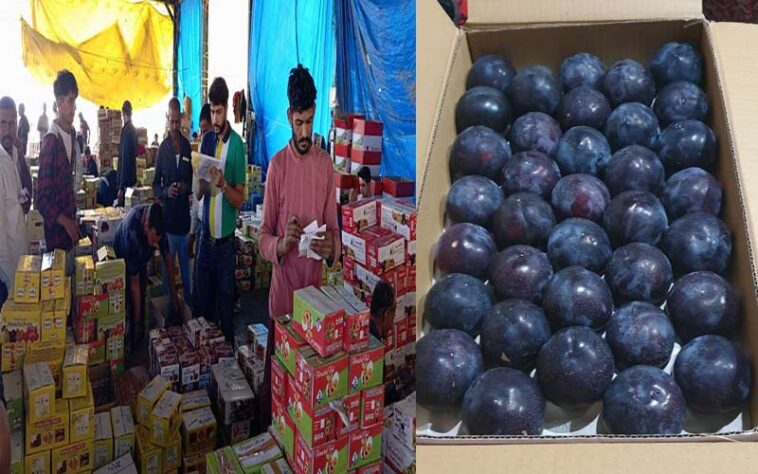 Himachal News Update: हिमाचल में ब्लैक अंबर प्लम के दामों ने सेब को पछाड़ा! 130 रुपये प्रतिकिलो तक बिका