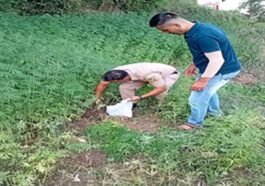 Sirmour News: सिरमौर में भांग की खेती का पर्दाफाश! 1020 पौधे पकड़े, आरोपी पर FIR दर्ज