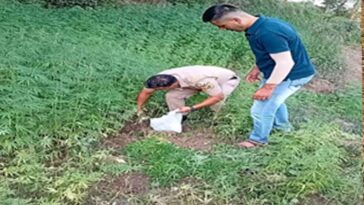 Sirmour News: सिरमौर में भांग की खेती का पर्दाफाश! 1020 पौधे पकड़े, आरोपी पर FIR दर्ज