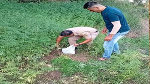 Sirmour News: सिरमौर में भांग की खेती का पर्दाफाश! 1020 पौधे पकड़े, आरोपी पर FIR दर्ज