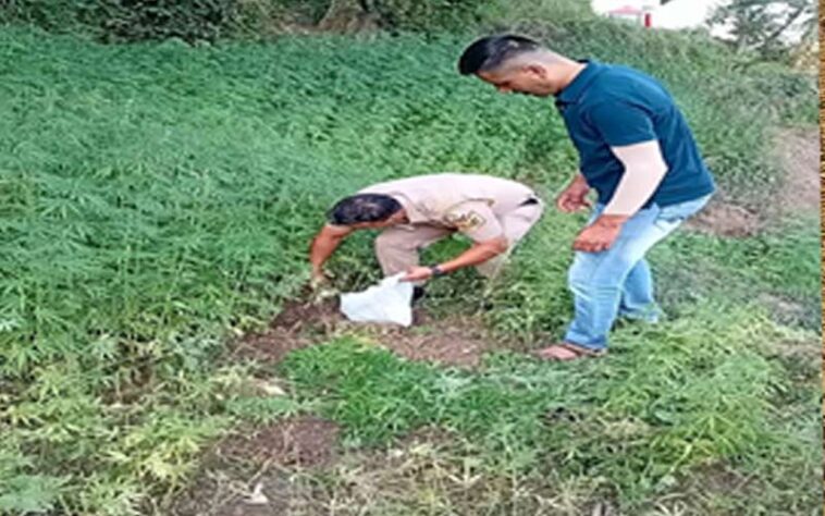 Sirmour News: सिरमौर में भांग की खेती का पर्दाफाश! 1020 पौधे पकड़े, आरोपी पर FIR दर्ज