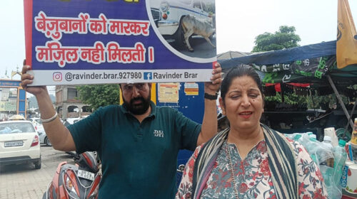 पांवटा साहिब: डिंपल कौर और रविंदर बराड़ का मिशन-सड़कों पर बेसहारा जानवरों की रक्षा