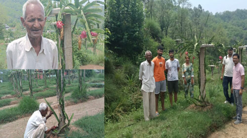 HP News: 74 की उम्र में उगाए ड्रैगन फ्रूट! 3300 पौधों से इस साल होगी 4.5 लाख रुपये तक की आमदनी