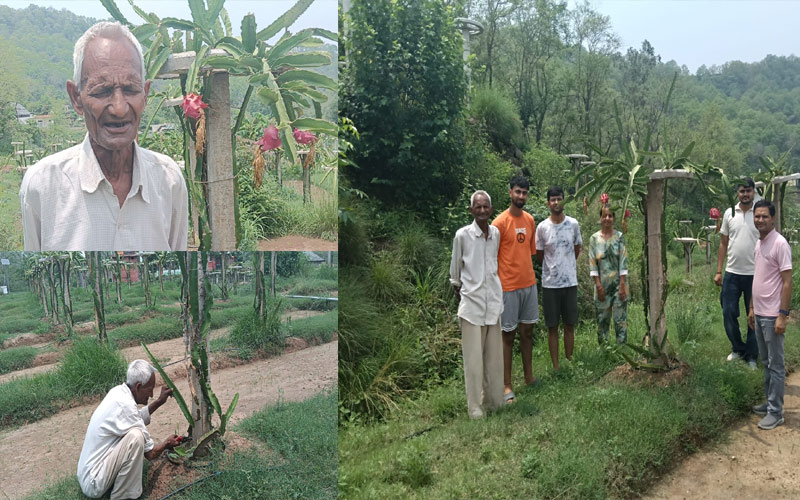 HP News: 74 की उम्र में उगाए ड्रैगन फ्रूट! 3300 पौधों से इस साल होगी 4.5 लाख रुपये तक की आमदनी