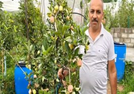 HP News: पूर्ण बुनकर ने रचा सेब बागवानी में नया अध्याय! देशभर में बनाई पहचान, अब ग्राहक पहुंच रहे घर-द्वार