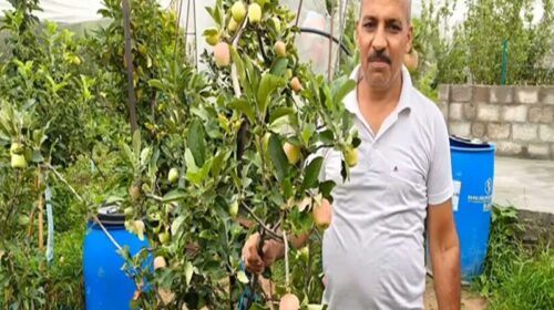 HP News: पूर्ण बुनकर ने रचा सेब बागवानी में नया अध्याय! देशभर में बनाई पहचान, अब ग्राहक पहुंच रहे घर-द्वार