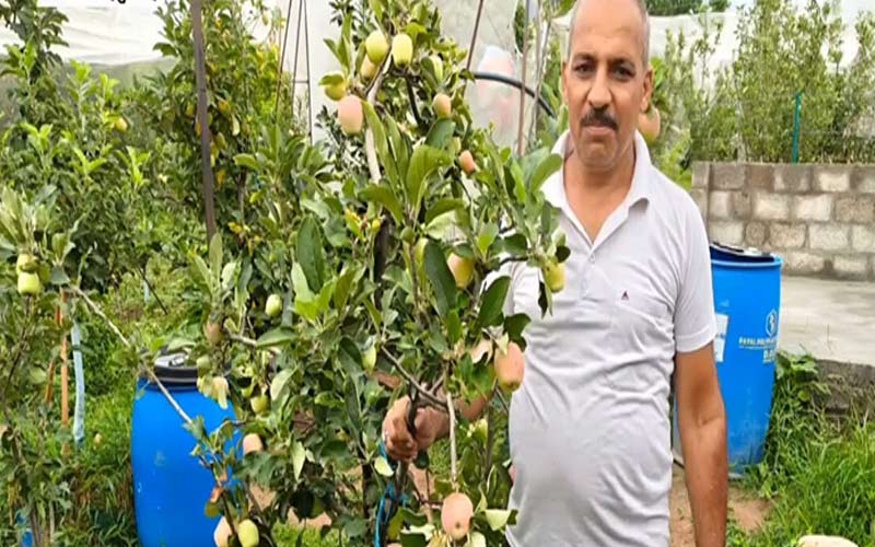 HP News: पूर्ण बुनकर ने रचा सेब बागवानी में नया अध्याय! देशभर में बनाई पहचान, अब ग्राहक पहुंच रहे घर-द्वार