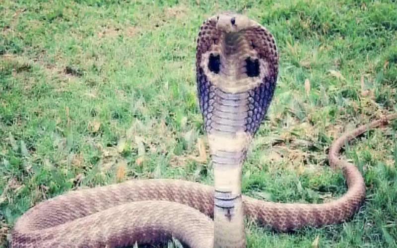 गजब: हिमाचल में सांप को लिफाफे में डालकर अस्पताल पहुंचा व्यक्ति! मची अफरातफरी, जाने पूरा मामला