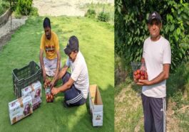 HP News: इस परियोजना से बदली किसानों की तकदीर! 195 रूपए प्रतिकिलो तक मिले प्लम के दाम
