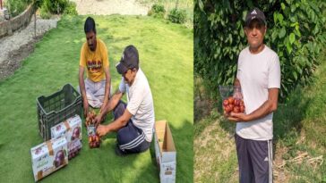 HP News: इस परियोजना से बदली किसानों की तकदीर! 195 रूपए प्रतिकिलो तक मिले प्लम के दाम