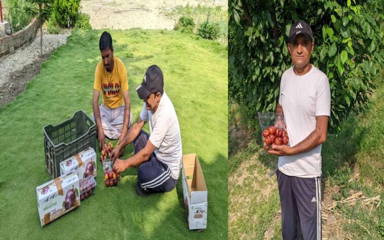 HP News: इस परियोजना से बदली किसानों की तकदीर! 195 रूपए प्रतिकिलो तक मिले प्लम के दाम