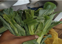 HP News: मक्की की फसल पर फॉल आर्मी कीट का हमला! कृषि विभाग ने बताएं बचाव के टिप्स