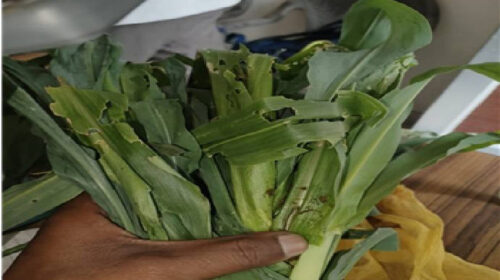 HP News: मक्की की फसल पर फॉल आर्मी कीट का हमला! कृषि विभाग ने बताएं बचाव के टिप्स