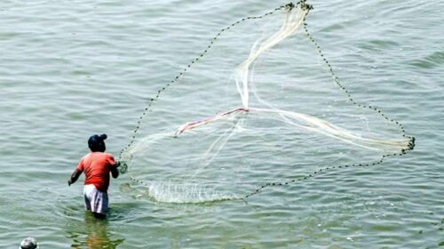 HP News: हिमाचल में दो माह तक मछली पकड़ने पर पूर्ण प्रतिबंध! नियम नहीं माने तो जाएंगे जेल