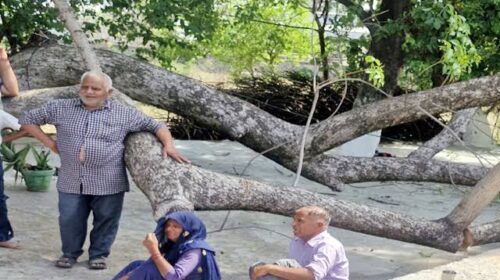 हिमाचल मे कहर बनकर गिरा पेड़: मंदिर में भंडारे की तैयारी कर रहे 14 साल के बच्चे की दर्दनाक मौ+त