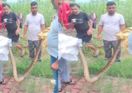Himachal News: खेतों में घास काटते मिला 10 फीट लंबा अजगर! फैली दहशत, विभाग ने किया रेस्क्यू