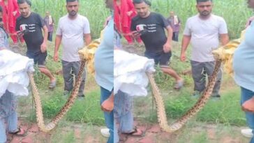 Himachal News: खेतों में घास काटते मिला 10 फीट लंबा अजगर! फैली दहशत, विभाग ने किया रेस्क्यू