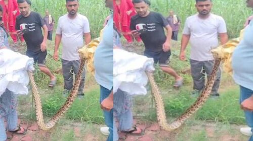 Himachal News: खेतों में घास काटते मिला 10 फीट लंबा अजगर! फैली दहशत, विभाग ने किया रेस्क्यू