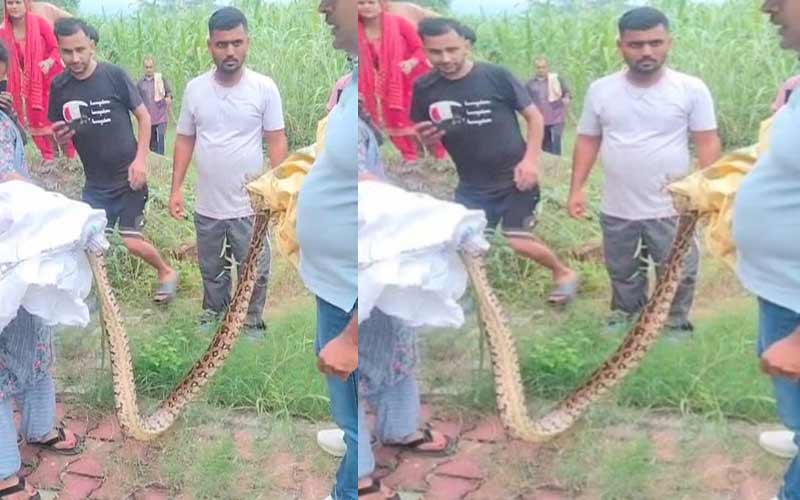 Himachal News: खेतों में घास काटते मिला 10 फीट लंबा अजगर! फैली दहशत, विभाग ने किया रेस्क्यू