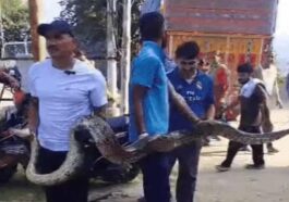 Himachal News Update: हिमाचल में घर के पास मिला 15 फुट लंबा अजगर! गीदड़ को बनाया शिकार, सहमे लोग