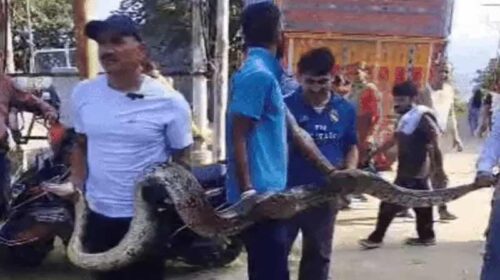 Himachal News Update: हिमाचल में घर के पास मिला 15 फुट लंबा अजगर! गीदड़ को बनाया शिकार, सहमे लोग