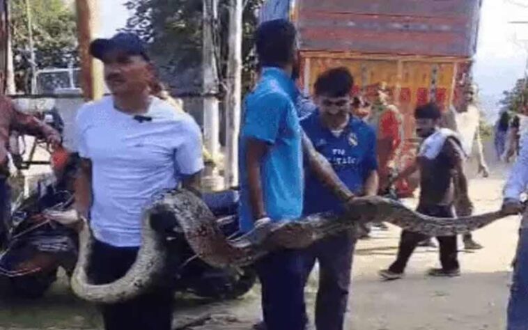 Himachal News Update: हिमाचल में घर के पास मिला 15 फुट लंबा अजगर! गीदड़ को बनाया शिकार, सहमे लोग