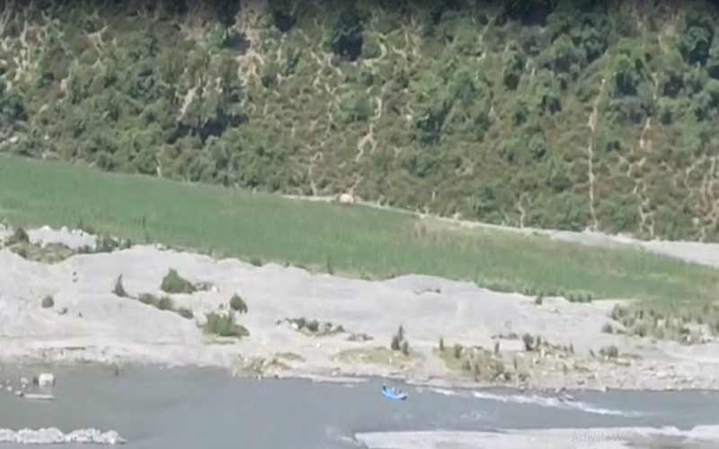 Himachal News Alert: हिमाचल में 85 वर्षीय बुजुर्ग ने पुल से नदी में लगाईं छलांग! तेज लहरों में लापता