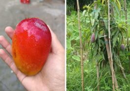 Sirmour News: सिरमौर के किसान ने अपने बगीचे में उगाया दुनिया का सबसे महंगा आम! लाखों में कीमत