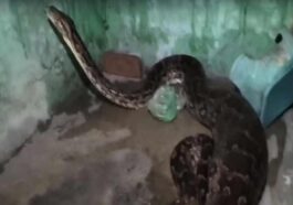 Himachal News Alert: घर के बरामदे में घुसा विशालकाय अजगर! कुतिया को बनाया शिकार