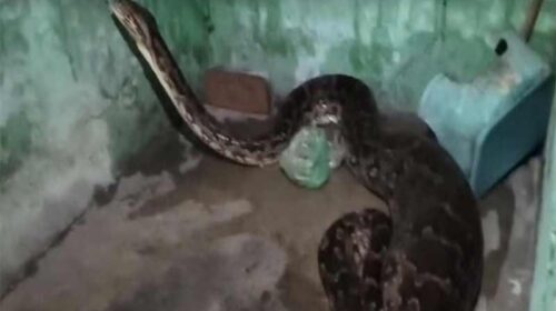 Himachal News Alert: घर के बरामदे में घुसा विशालकाय अजगर! कुतिया को बनाया शिकार Himachal News Alert: घर के बरामदे में घुसा विशालकाय अजगर! कुतिया को बनाया शिकार