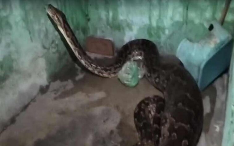 Himachal News Alert: घर के बरामदे में घुसा विशालकाय अजगर! कुतिया को बनाया शिकार Himachal News Alert: घर के बरामदे में घुसा विशालकाय अजगर! कुतिया को बनाया शिकार