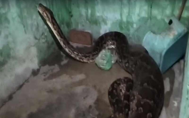 Himachal News Alert: घर के बरामदे में घुसा विशालकाय अजगर! कुतिया को बनाया शिकार