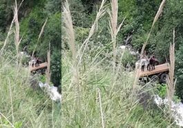 Accident In Himachal: हाईवे से गहरी खाई में लुढ़का ट्राला! सहायक की मौत, चालक घायल